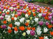 Разноцветные тюльпаны - 2009