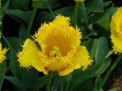 Желтый тюльпан - 2009