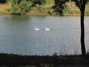 Парк - пруд с лебедями